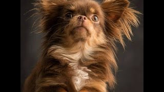 Chihuahua 101~Chihuahua Interesting Funny Facts You Didn't Know