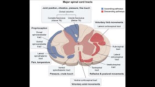 Major spinal cord tracts