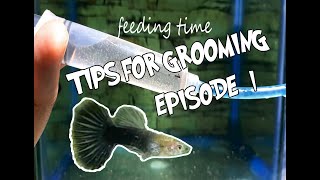 GROOMING GUPPY (5 Tips on how to groom your guppy)