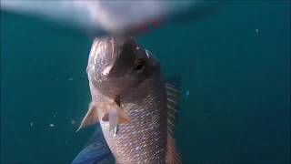 Breathless Spearfishing Diaries Vol 2