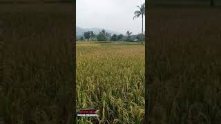 Pesawahan Indah di Kalong Dagul Desa Kalong Sawah Jasinga Bogor #shorts