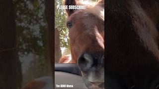 Funny Horses! I’m just trying to go to work #funny #funnyanimals #horses #farmlife #comedy