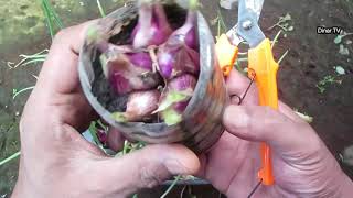 harvest onions in simple bottles of mineral water