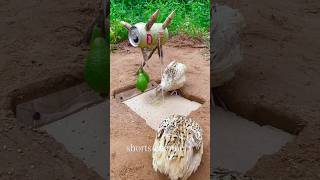 Amazing Bird Trap / Unique Bird Trap #shorts