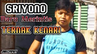 MAIN KE PETERNAK KENARI | TETAP SEMANGAT PARA PETERNAK KENARI DI INDONESIA