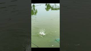 Amazing fish catching.