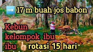 rata rata kami panen‼️pokok super tinggi+rawan tumbang➡️kerja halal+berkah💪🏻,#sawit #video #petani