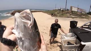 SPEARFISHING HUGE YELLOWTAIL ON THE SOUTH COAST KZN