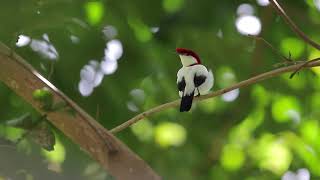 Soldadinho do Araripe - Araripe manakin