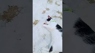 Cat play with ball #shorts #ytshorts #cat #ball #trending