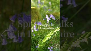 Bluebell Season in BEAUTIFUL Lancashire! 🪻🌿 #springflowers #bluebells