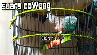 PANCINGAN PERKUTUT BANGKOK SUARA COWONG || ORIN 41