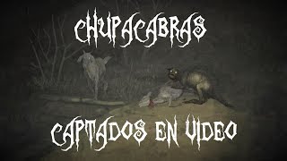 Vídeos del Chupacabras.