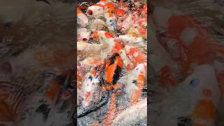 koi fish in bali #youtubeshorts #shorts #koifish