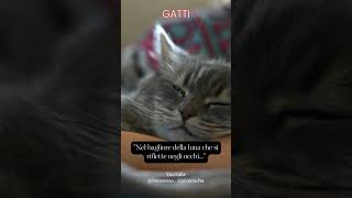 Nel bagliore della luna che si riflette negli occhi #gatto #animali #aforismi #frasedelgiorno