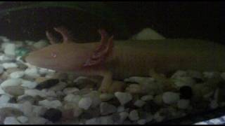 Axolotl like rock - Azték ako skala