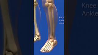 Human Bones Joints 3D Animation video #shorts