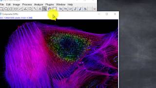 006 Separar y fusionar canales de color, colocar barra de escala y más (Curso ImageJ-Fiji)