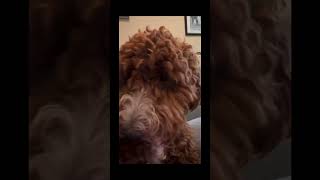 Doodle Doggie Tales- Part 71 “Stayin’ Alive” #shortvideo #shortsfeed #dogs #animals #shorts #dog