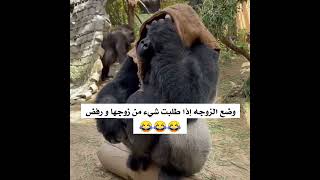 وضع الزوجه إذا طلبت شيء من زوجها و رفض😂😂😂