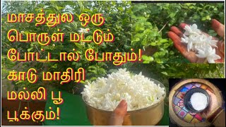 🌸Huge Harvest in GROW BAG/ One SECRET INGREDIENT |Terrace garden Tip/ பூச்செடி பராமரிப்பு முறை🌸