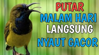 PUTAR MALAM HARI ❗❗  PANCINGAN DAN TERAPI SOGON MALAS BUNYI