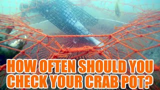 HOW OFTEN SHOULD YOU CHECK YOUR CRAB POT (JACOBS WELL JETTY)?