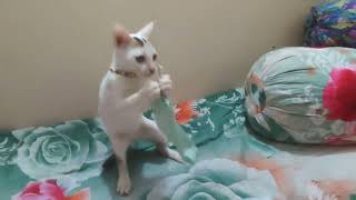 Cute kitty cat playing 😍 cat video