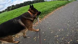 German shepherd on walk. Eros på tur. 12.09.2024. still you tubes most boring video part 2