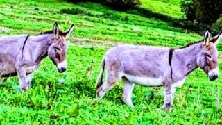 Âne du Cotentin asno de burro cruz de San Andrés sonido donkey burros sonidos como le rebuznando six