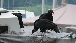 Black Vultures