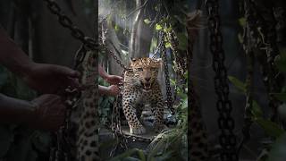 Wild Leopard Saved from Chains by Brave Human Hero  #shorts