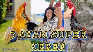 5 AYAM SUPER KEREN ABIS