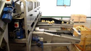 Tong Celeriac Washing & Grading