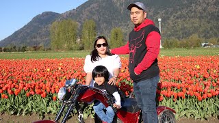 Tulips Festival @harrisontulipfest   #beautiful #viral #trending #family @jashow1766