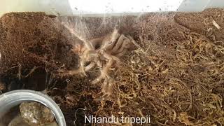 Gorby Exotics - Tarantula Molting Video 004 (Nhandu tripepii)