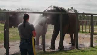 The Elephant Sanctuary | Animal Sanctuary Caregiver Day 2019