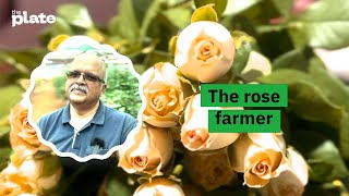 Rose farming in Bengaluru