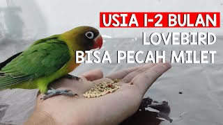 Pada usia berapa lovebird bisa pecah millet