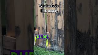 what a RUDE lil doggy...#memes #funny #tiktok #comedy #shorts #short #youtubeshorts