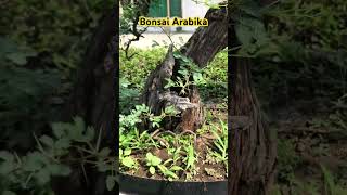 Bonsai Arabika #bonsai #bonsaitree #tanaman #bonsaibonsai #bonsaiarabika