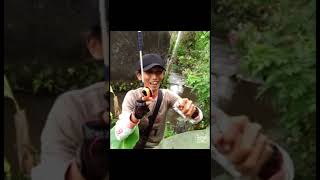 Detik-detik joranku dihajar ikan nilem Babon #shorts #mancingnilem #mancingwader #mancing