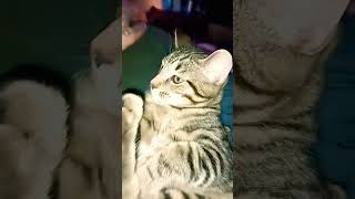 my kitty #cat #kitten #catlover #pets #kitty #funny #catty #catvideos #goku #caty #fyp #shorts