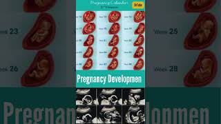 Fetal Development Week by Week | Incredible Pregnancy Journey | Embryo #Shortsfeed #pregnancy #baby