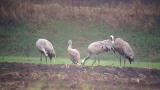 Grue du Canada (Antigone canadensis) - Sandhill Crane - Kanadakranich (15-12-2024)