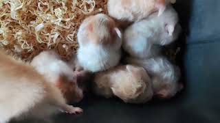 Long haired Teddy Bear Hamster Babies