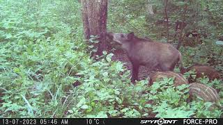 Wild boar family scratching pine tar/Mežacūkas pie darvas koka