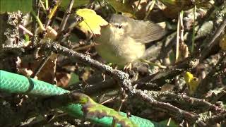 Brunsångare/Dusky Warbler.