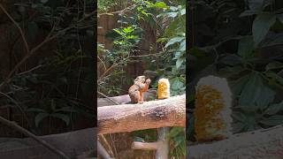 Cute SQUIREEL praying for Corn #shorts #animal #adventurevideo