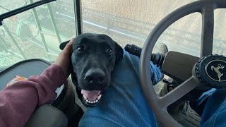 Puppies and combines